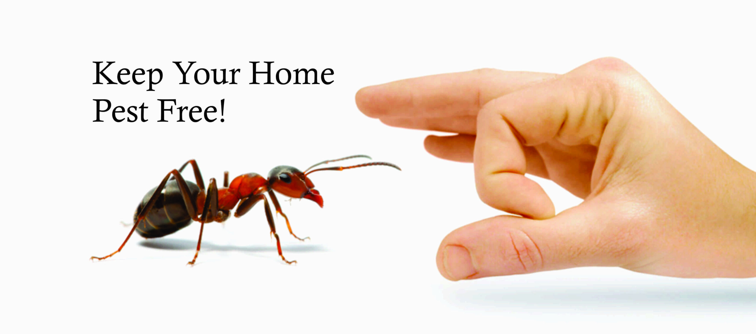Fumigation Services in Islamabad: Protect Your Home with Termite Control Services in Lahore