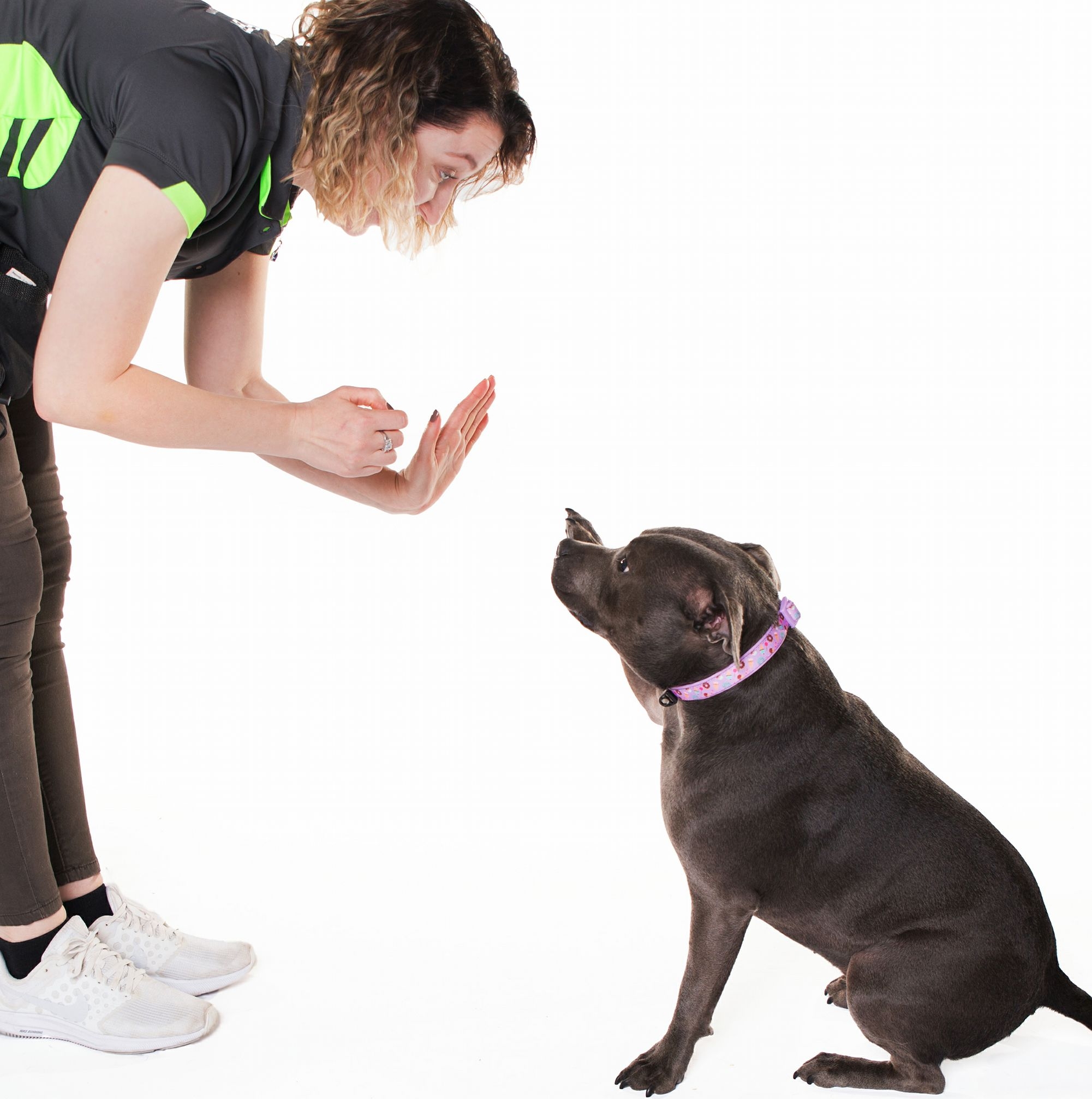 The Ultimate Guide to Dog Training in Sydney’s Inner West