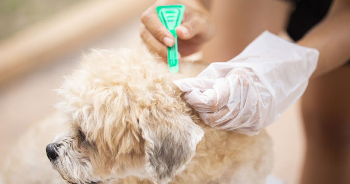 Flea and Tick Control