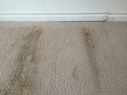 How To Clean Mold From Carpet?