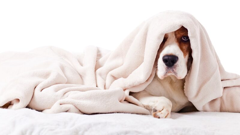 How To Get Dog Odor Out Of Blankets