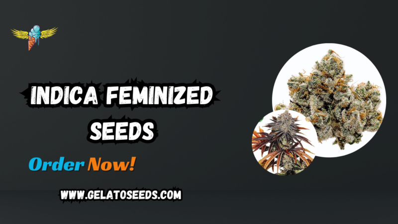 Indica Feminized Seeds