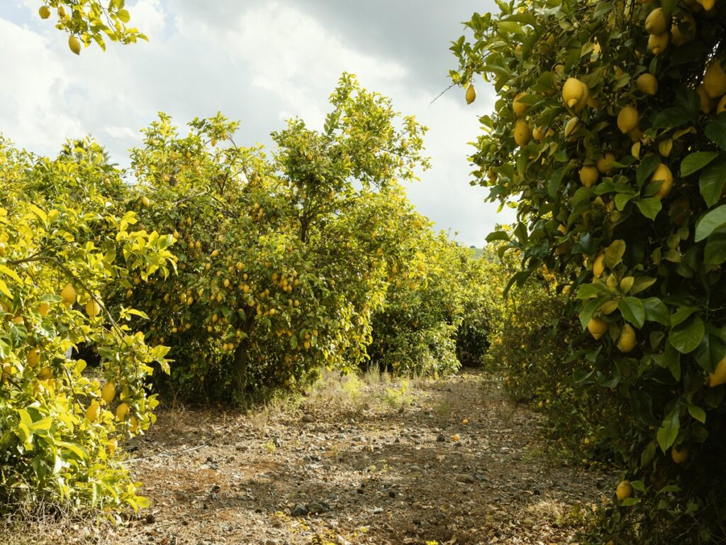 A Comprehensive Guide to Lemon Farming in India