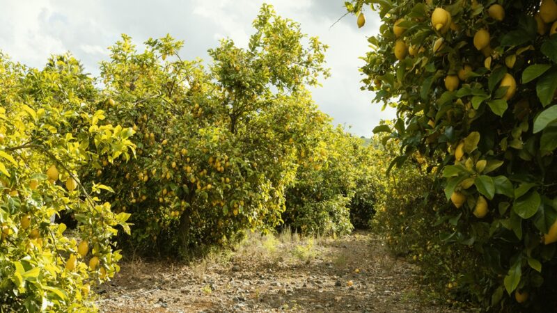 A Comprehensive Guide to Lemon Farming in India