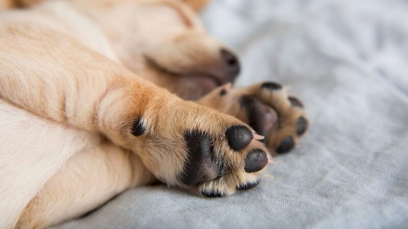 Seasonal Paw Care: Protect Your Dog’s Paws in Winter & Summer