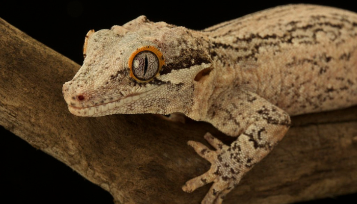 chahoua geckos for sale