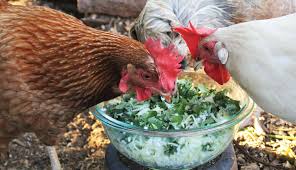 Safe and Healthy Treats for Chickens