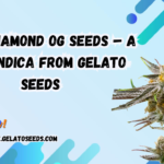 Blood Diamond OG Seeds