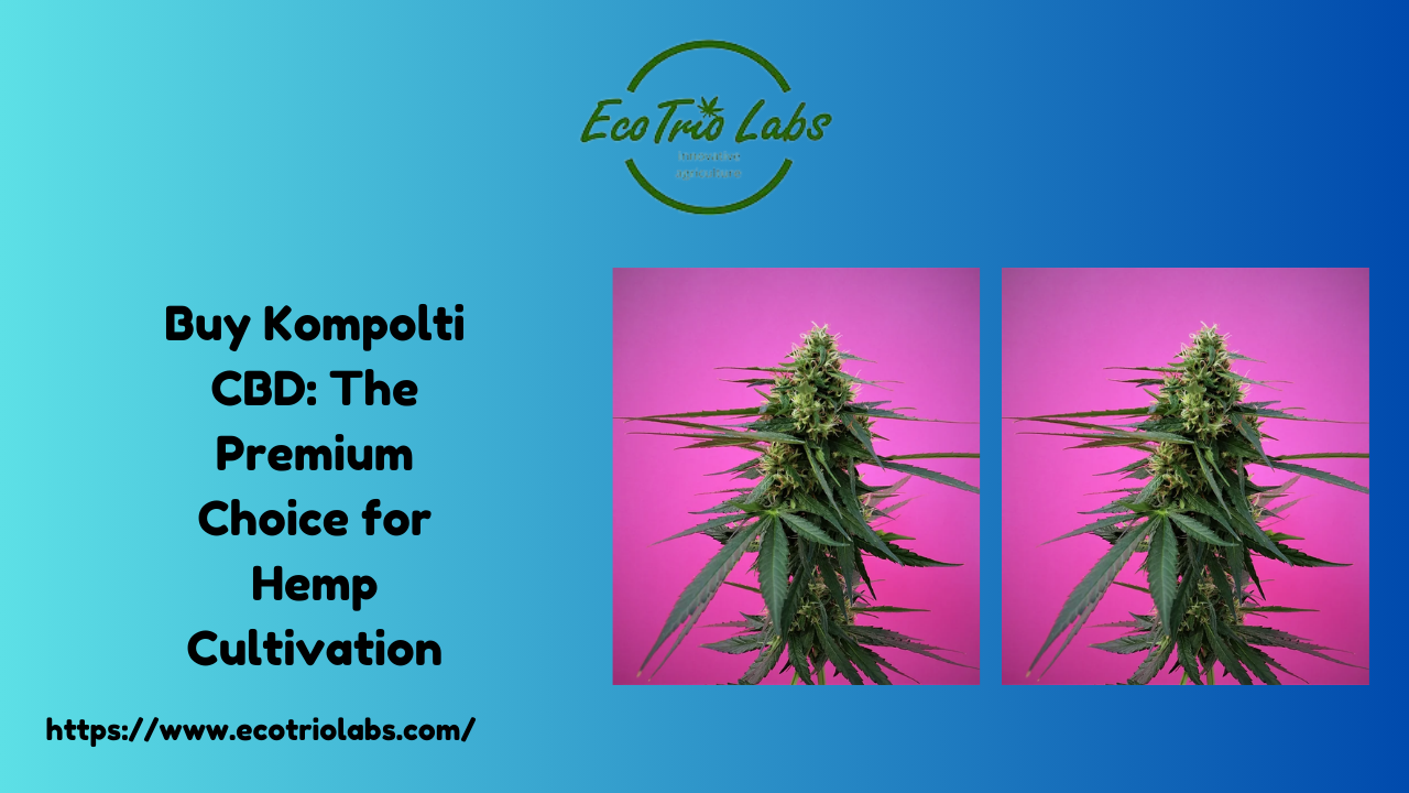 Buy Kompolti CBD: The Premium Choice for Hemp Cultivation