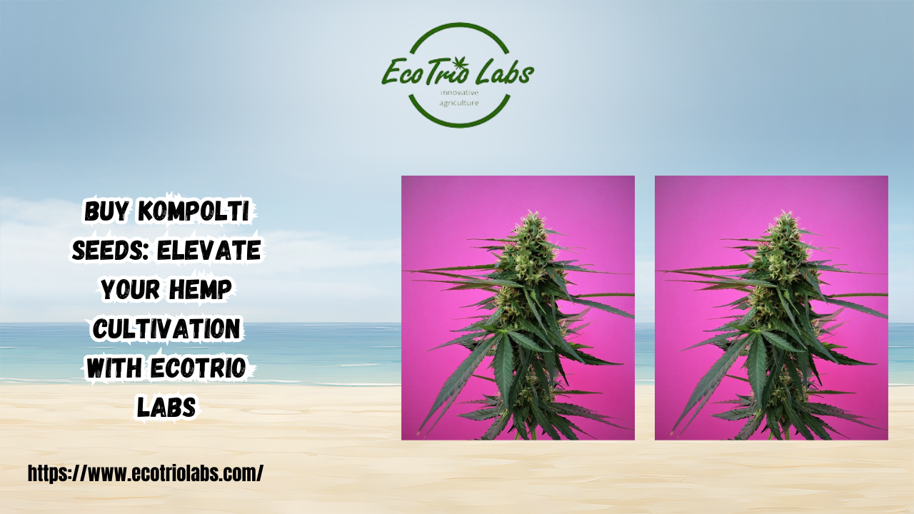 Buy Kompolti Seeds: Elevate Your Hemp Cultivation with Ecotrio Labs