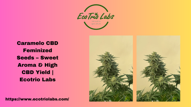 Caramelo CBD Feminized Seeds