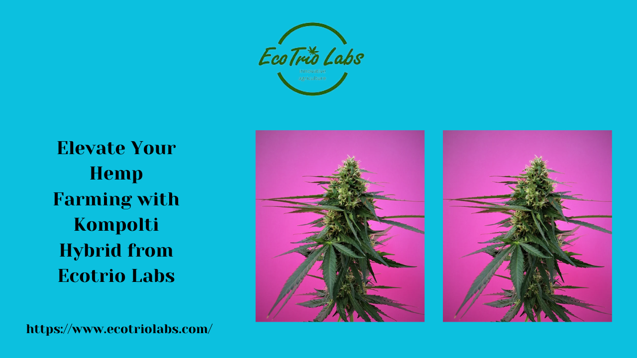 Elevate Your Hemp Farming with Kompolti Hybrid from Ecotrio Labs