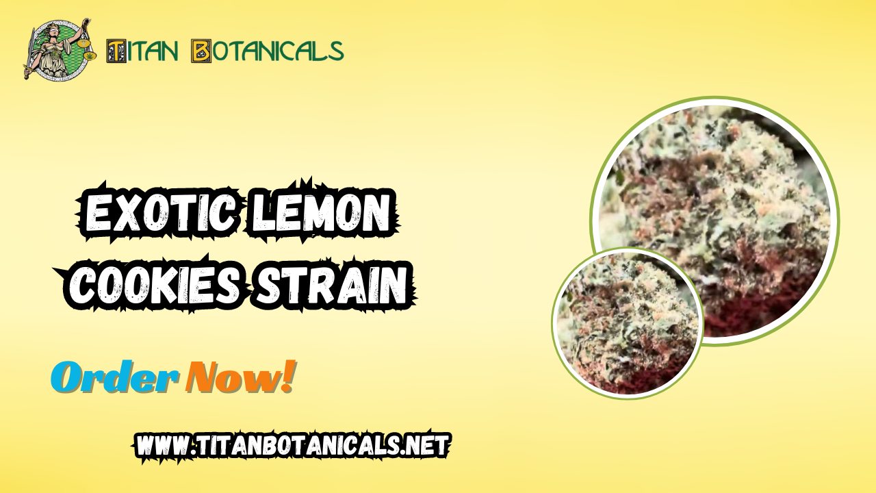 Experience the Exotic Lemon Cookies Strain: A Citrus Delight