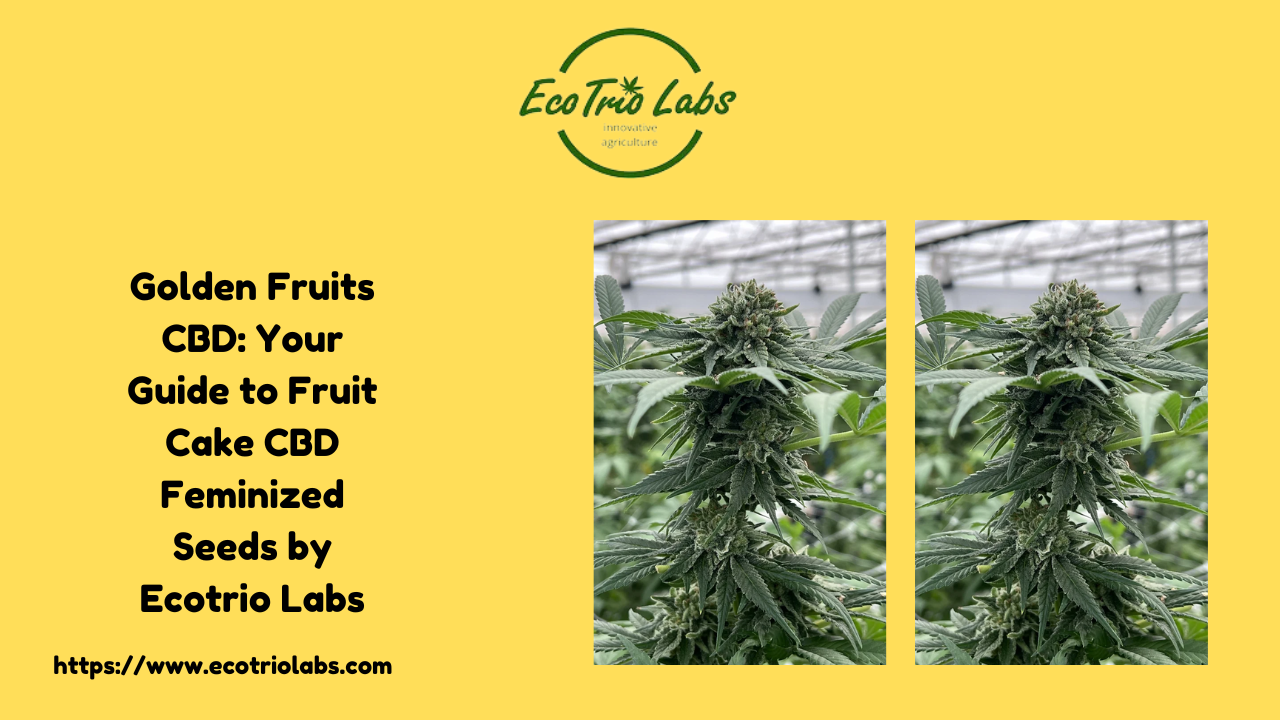 Golden Fruits CBD: Your Guide to Fruit Cake CBD Feminized Seeds by Ecotrio Labs