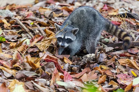 Indianapolis raccoon removal