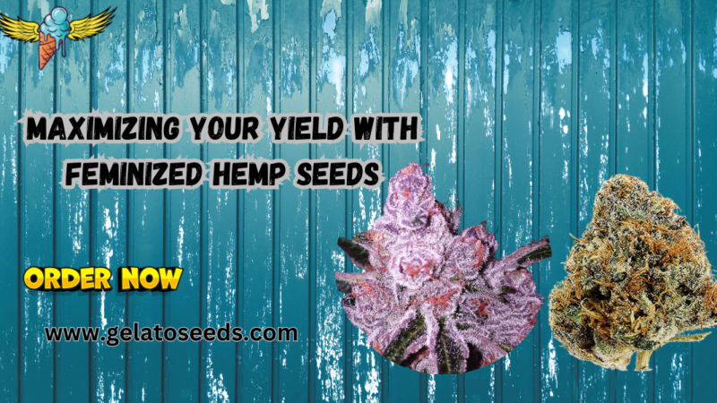 Feminized hemp seeds