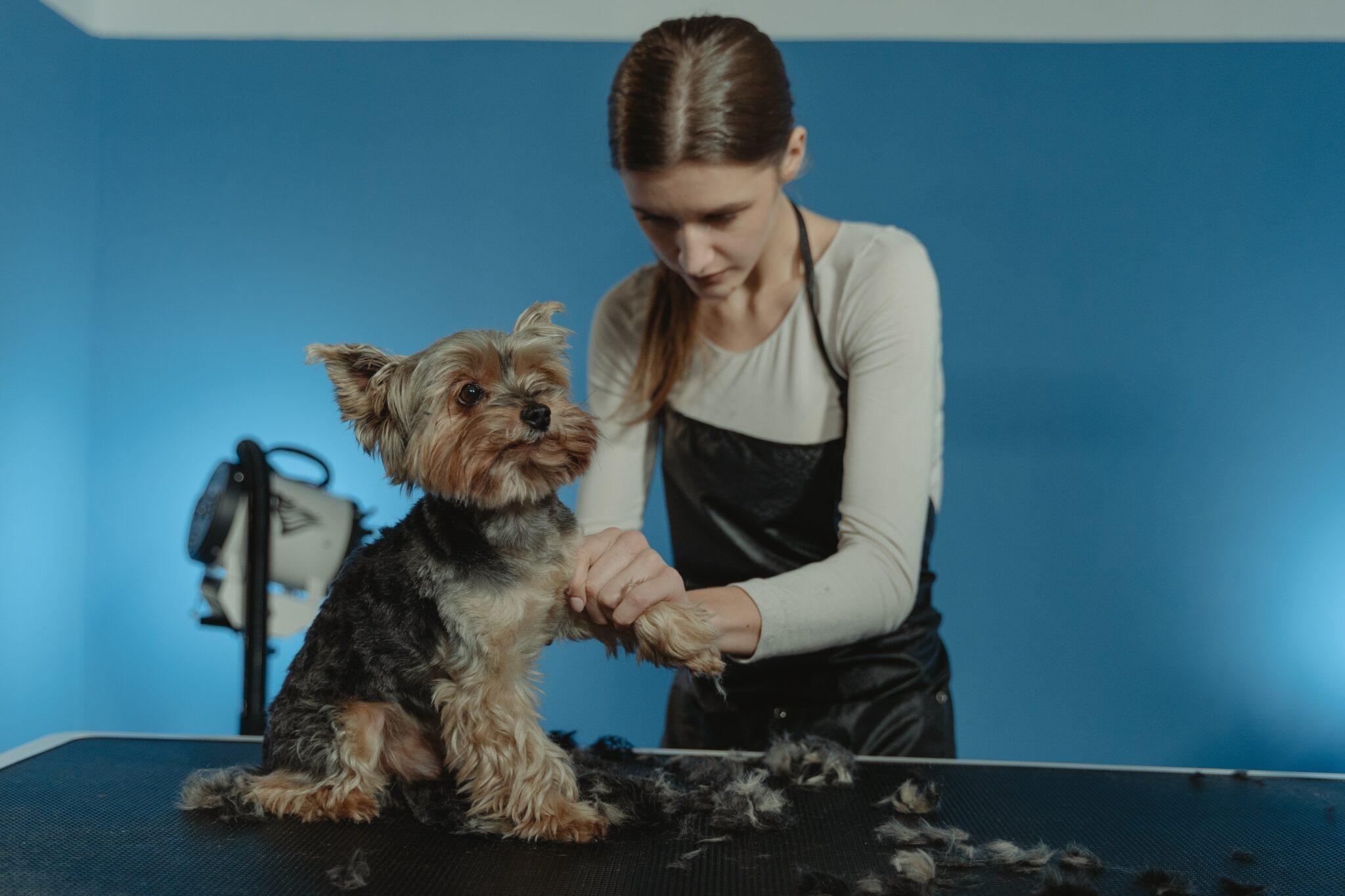 Grooming Secrets for a Happier, Healthier Dog