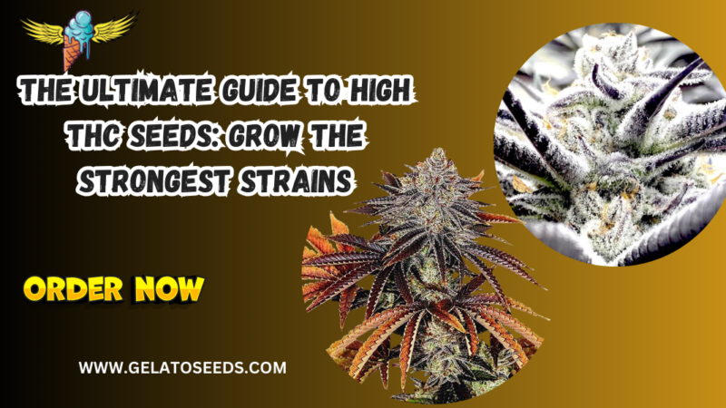 high THC seeds