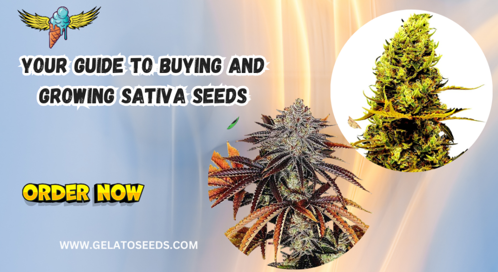 Sativa seeds