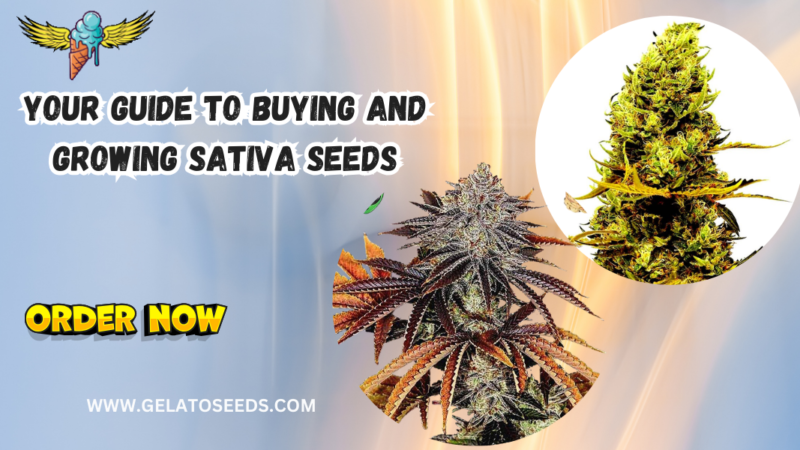 Sativa seeds