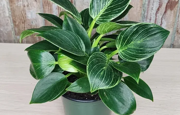 Mistakes in Philodendron Birkin Care