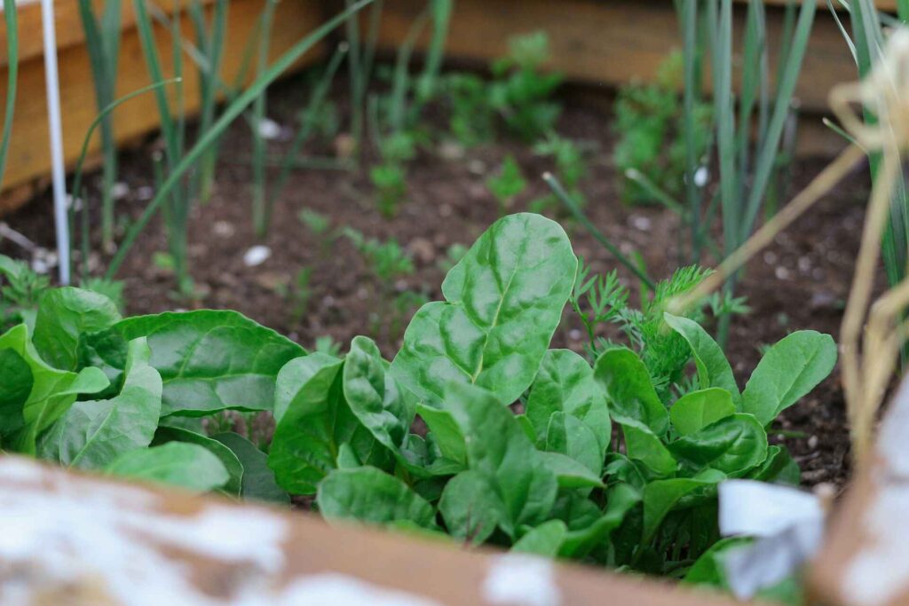 Spinach-indoors-from-seeds