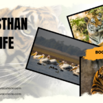 rajasthan wildlife tour