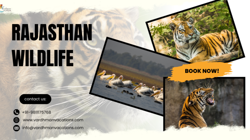 rajasthan wildlife tour