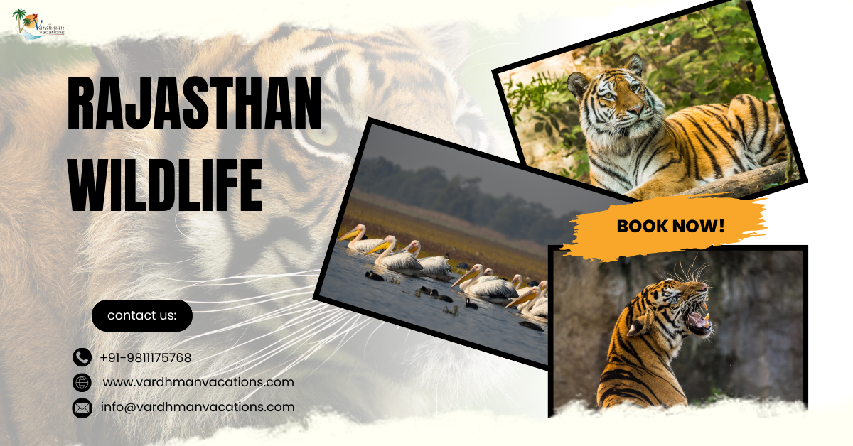 Top 5 Safaris to Try for the Best Rajasthan Wildlife Views