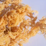 Sea Moss