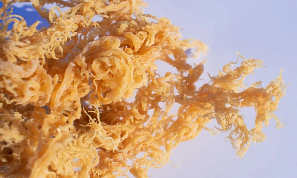 Sea Moss