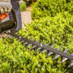 hedge trimming services in Caldwell ID