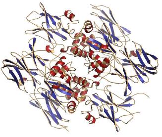 Difference Between Exogenous and Endogenous Protein Crosslinking 1