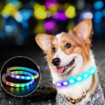 Safety First: How to Select a Dog Collar That Keeps Your Pet Secure