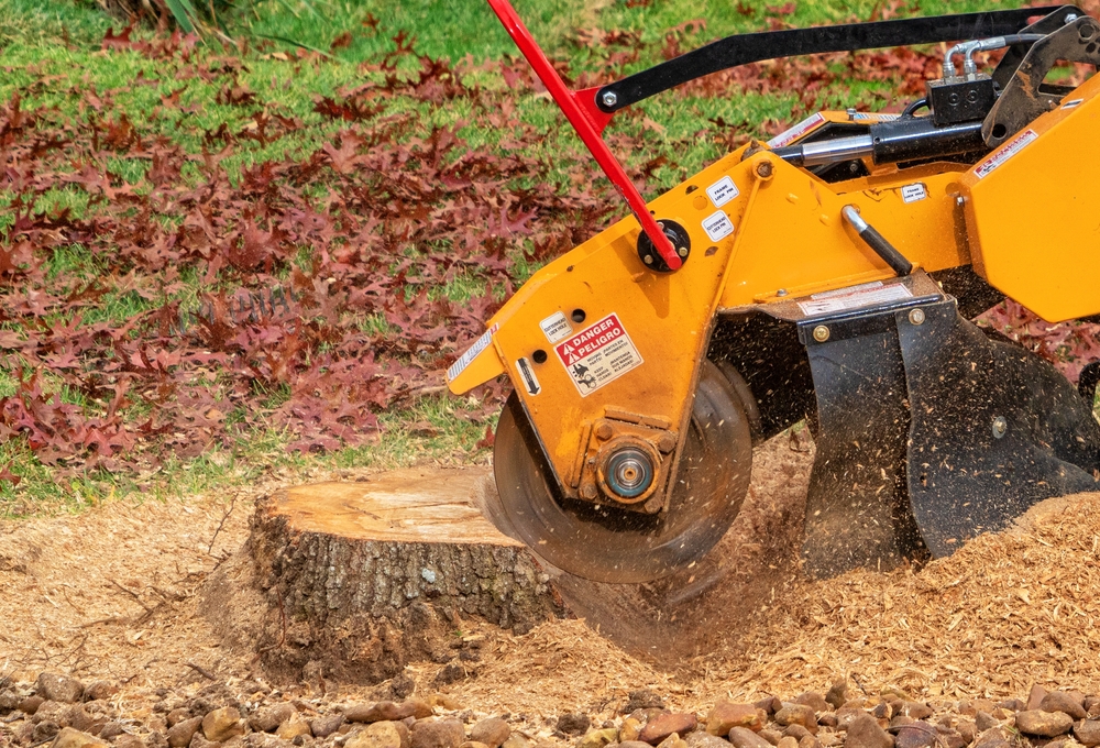 Efficient Stump Grinding Services in Mandurah by MPS Tree Service