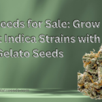 indica seeds for sale