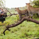 Unleash the Wild: Explore Unique Safari Holiday Packages Across the Globe