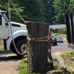 Tree Service Leesburg VA