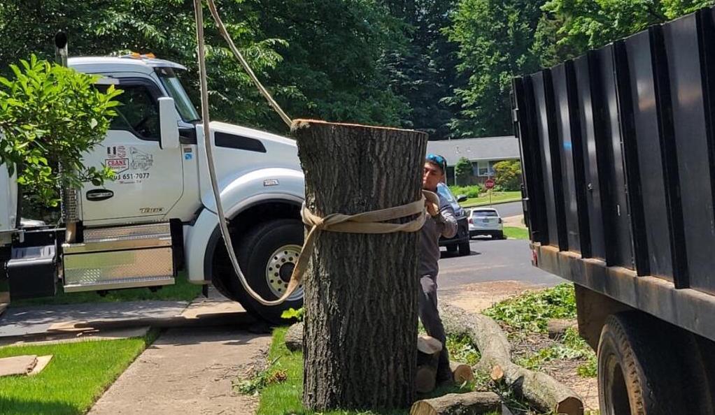 Tree Service Leesburg VA