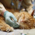 euthanasia for cats