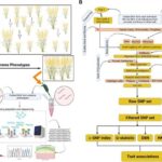 BSA-seq Technology Workflow