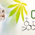 cbd cat treats