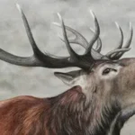 painter Red Deer