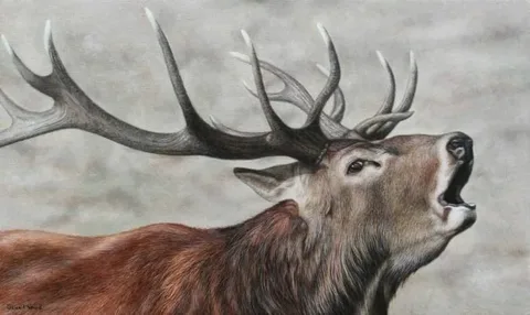 painter Red Deer