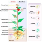 Sequencing Technologies Unveiling Plant-Microorganism Interactions