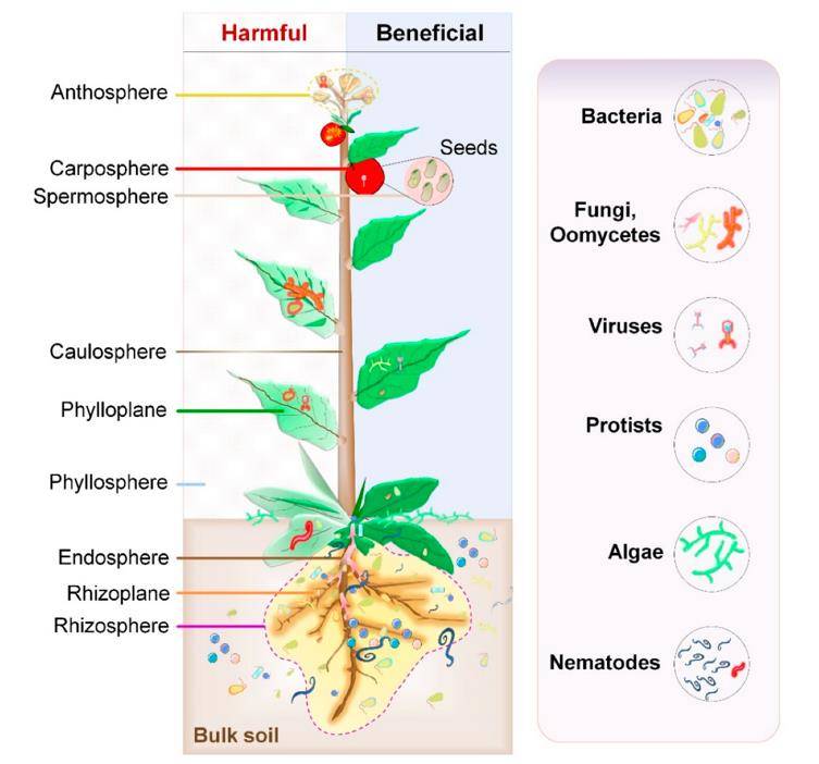 Sequencing Technologies Unveiling Plant-Microorganism Interactions