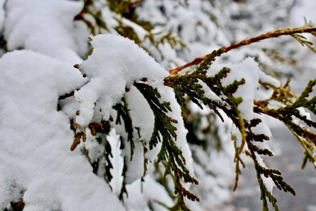 Snow on a Thuja tree's branches