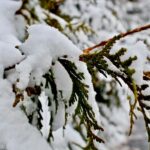 Snow on a Thuja tree's branches