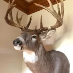 taxidermy in utah