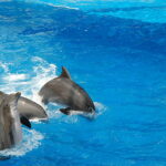 Wonders of Dubai Dolphinarium